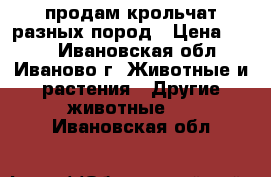 продам крольчат разных пород › Цена ­ 250 - Ивановская обл., Иваново г. Животные и растения » Другие животные   . Ивановская обл.